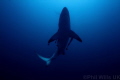   Oceanic blacktip Aliwal shoal South Africa  